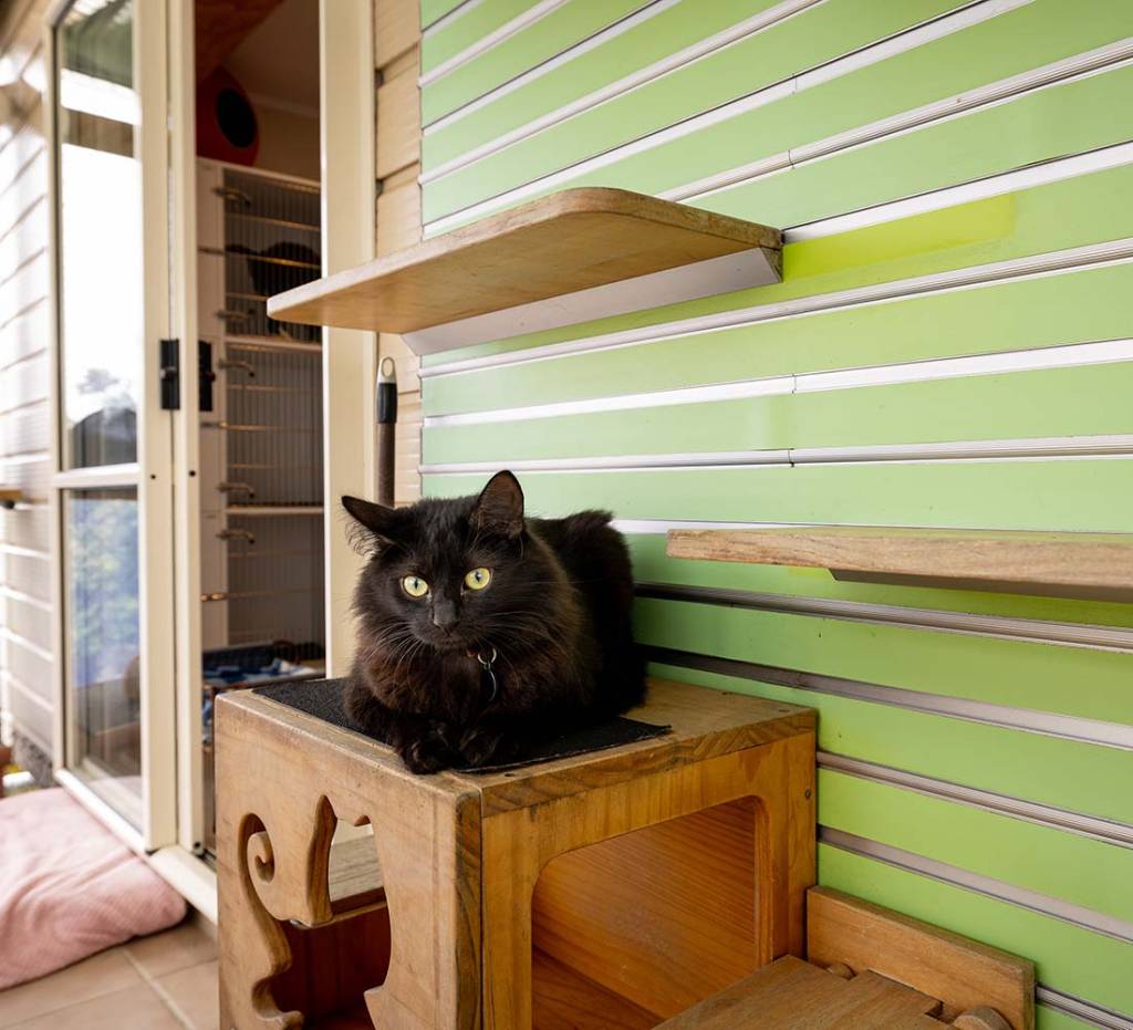 Cat chilling at our cattery