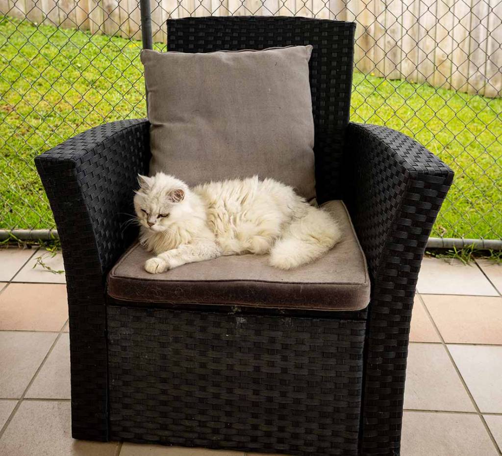 Cat chilling on a chair in the outdoor play area of our Auckland cattery