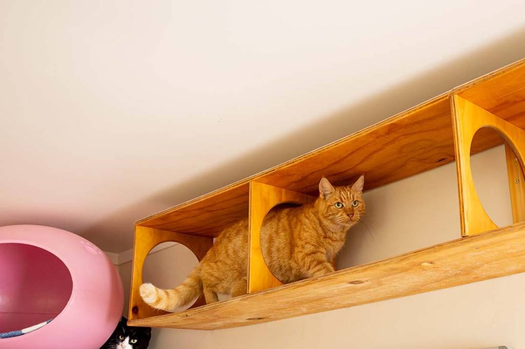Happy cat exploring play equipment