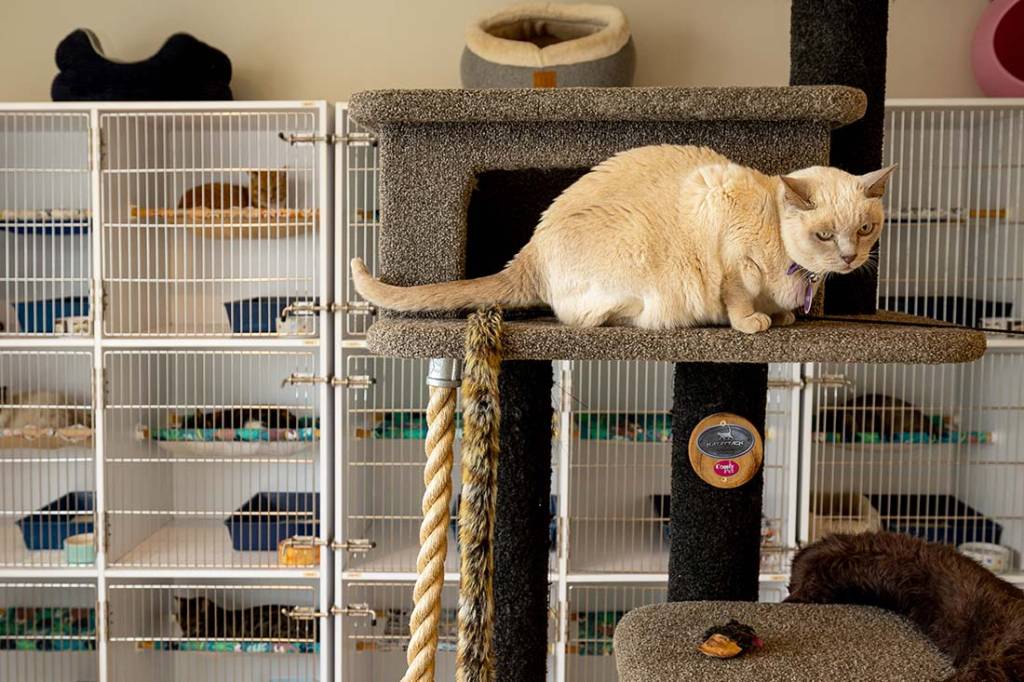 Cats playing in our cattery