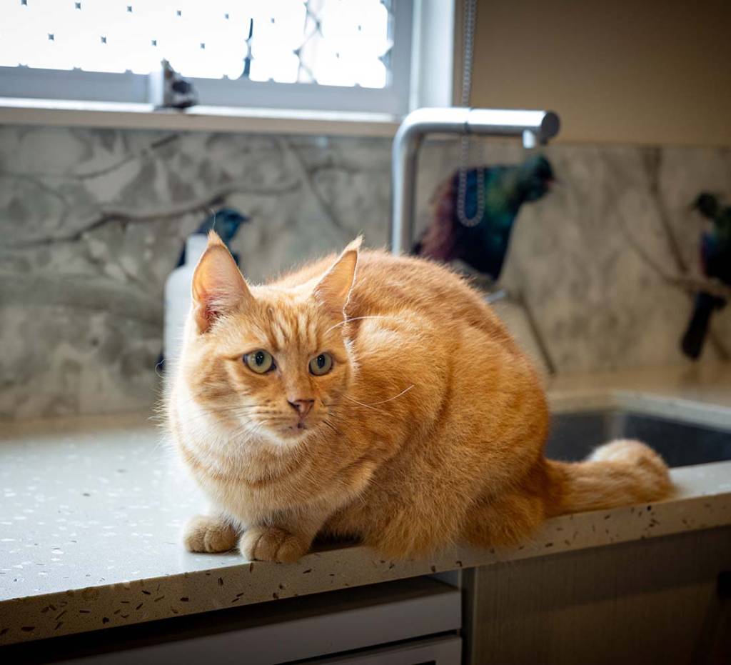 Happy cat at Paws a While Cattery in Auckland